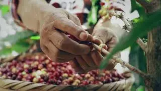 Cafe Amazon: Beyond Coffee - Quality of coffee bean