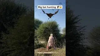 Big bat hunting 🦇😱#birds #birdhunting #hunting #shorts #youtubeshorts #trendingshorts #viralshorts
