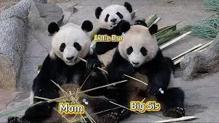 26.01.14 一家三熊的幸福日常：蕊蕊太宠了，竹子都被俩娃抢光！