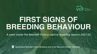 First signs of breeding behaviour: A peek inside the Bearded Vulture captive breeding season 2021/22
