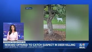 Reward offered for information on piebald deer shooting in East Hempfield Township
