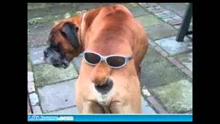 Funny Pictures From The Internet
