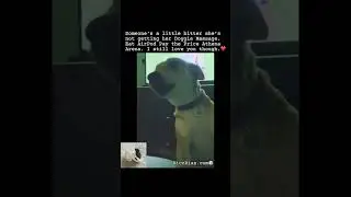 #dogmassage #funny #nicodiaz #nicondiazcmp