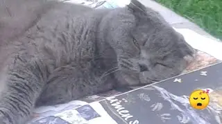 Der Faule Sack l Scottisch Fold Tommy 🐈🥰l Youtupaws Videos