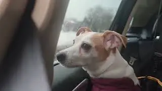 Jack Russell terrier Treisy and Azzuro.