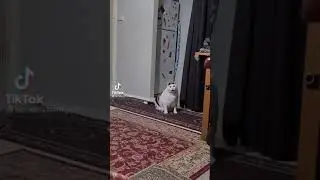 кот из тик тока сидит и мяукает 