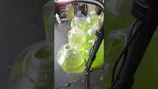 Sustainable daphnia and green water cultures #aquarium #aquascape #peapuffer