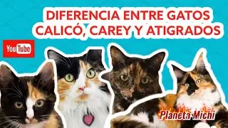 DIFERENCIAS ENTRE GATOS CALIC&Oacute;, CAREY Y ATIGRADOS | GATOS TRICOLOR