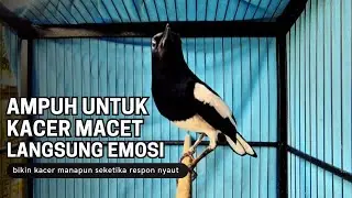 Suara Burung kacer gacor NGEPLONG tarung ini paling ampuh buat PANCINGAN KACER agar EMOSI Nyaut