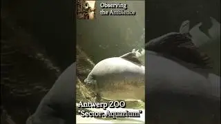 Antwerp ZOO Session - Giant Tank Full of Rare Fish