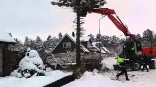 Tr&aring;kigt i Hummelsta,tr&auml;df&auml;llning
