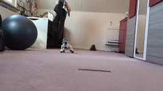 Even more chaos of being an ERS7 owner: Phoenix vs. my training ball vs. his own gravity...