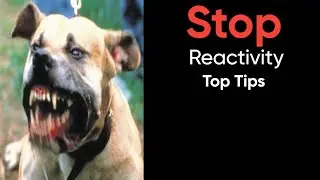 Struggling With a Reactive Dog? These Tips Will Work