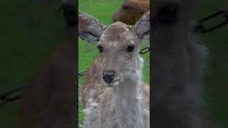 DEER in JAPAN BOW for COOKIES 🦌 #deerpark #japan #nara #deer #animal #shorts #funnyanimals
