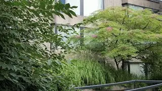 V5 &ndash; Video of Virtues of a Vegetative rooftop garden with Views going Viral