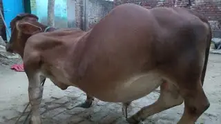 Recurrent tympany in cattle calf l dr umar khan