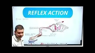 Biology concept that works without thinking 😮 Reflex Action.     Ujiwal Master's Academy Parbatsar 