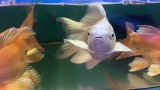 Title: Red Cap Oranda Goldfish: Mesmerizing Beauty in My Aquarium! 🐠✨