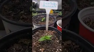 Massive Peppers,100% organic: Indoor Grow Update WK (3)🌶️ #peppers #organic #indoorgrown