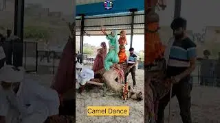 Camel Dancing 😻 ऊंट नृत्य प्रस्तुति राजस्थान #camel #dance #viral #newvideo #video #reels #shorts