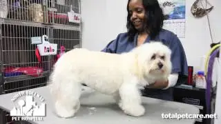 Veterinarian Dr. Maxwell at North Tollway Pet Hospital near Plano, TX