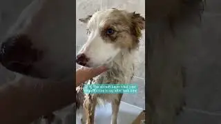 Here's a great way to feel fresh and lessen your impact on the environment🌿 #shorts #dogs #petimpact