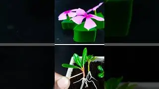 Amazing idea for grow periwinkle plant at home from flowers || Best propagation for gardening
