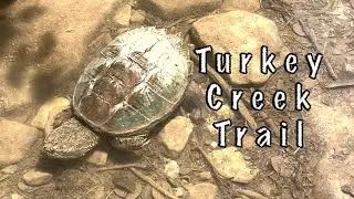 Turkey Creek Trail | Austin, Texas