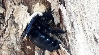 Mamangava-gigante (Xylocopa grisescens) Polinizando e Nidificando