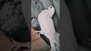 beautiful white tara kabootar high flying pigeon#love#imam04#viral#kabooter#shorts#youtubeshorts