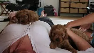 Cavapoo hvalpe på 7 uger