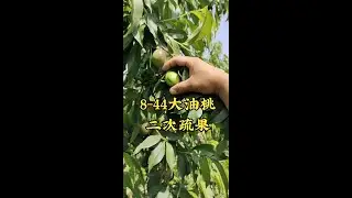 8-44空档期大油桃 #抖音助农 #农业技术推广 #金牌苗木人 #桃树管理