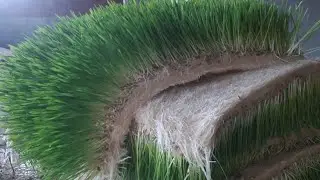 Arpa çimlenmesinde katlı sistem ve otomatik sulama sistemi