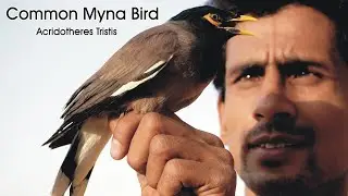 Common Myna Bird |Indian Myna| A-z information