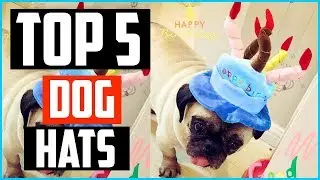 Top 5 Best Dog Hats in 2026