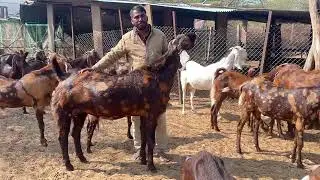 Ajmer me kese pahechane imandar goat farm ko log kyu dete hai saste bakre 9119319874/9950510819