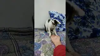 Giving my hand to white tabby cat part-3, see her reaction😂 | Funny and cute cat videos😂 #shorts