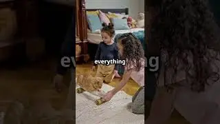 The Cat That Lost Its Tail: A Heartwarming Story of Resilience #Inspiration #HeartwarmingStory
