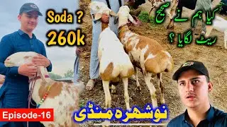 Nowshera Dumba Mandi 2023 | Nowshera Maweshi Mandi | Mission Soda  | MMP Epi-16