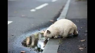 The SHOCKING Truth About Cat vs Monkey Aggression  #CatVsMonkey #AnimalFight #urbanwildlife