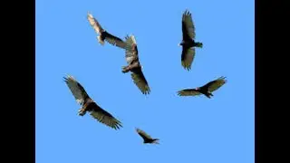 Luke 17_ Where the Carcase is the Eagles will Gather