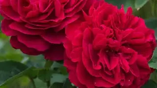 РОЗА Л.Д. БРАЙТВАЙТ  DAVID AUSTIN 1988