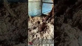 Effective Unique Squirrel Farming Model || New Breeding Tips