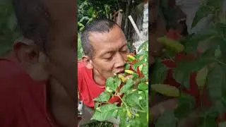 chilies grow wild #farming #fruit #garden
