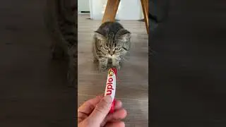 Ich kann dir das nicht geben, das ist giftig f&uuml;r dich! #catlover #cat #gift #abonnieren #subscribe