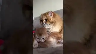 🐾 👁️&zwj;🗨️👶🐱🍼💖🌸🍼#mihistoriadepatty #cat #fyp #gatos