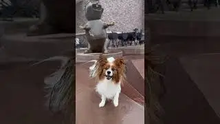 Dancing at Buc-ee's! #dance #dog #adoreble #trend #bucees #cutedog #littledog #funnydogs #dancingdog