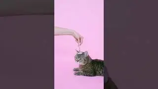 Funny Cat #shorts #youtubeshorts #cutecat #funnyanimals