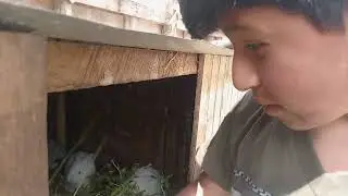 Llevando hierba para mis cuyes y conejos