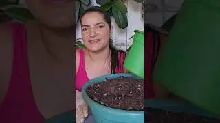 Substrato para orqu&iacute;deas terrestres 🪴🌸 #orquideasterrestres #substrato #cultivodeorquideas